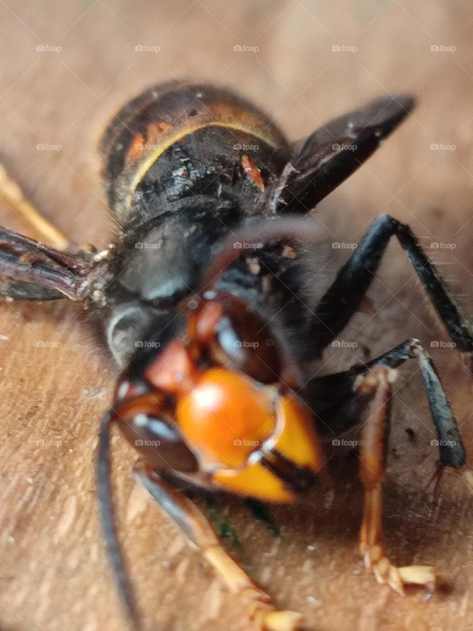 Insects