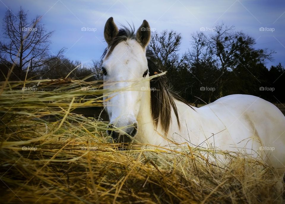 Horse Peeking Thru Hay