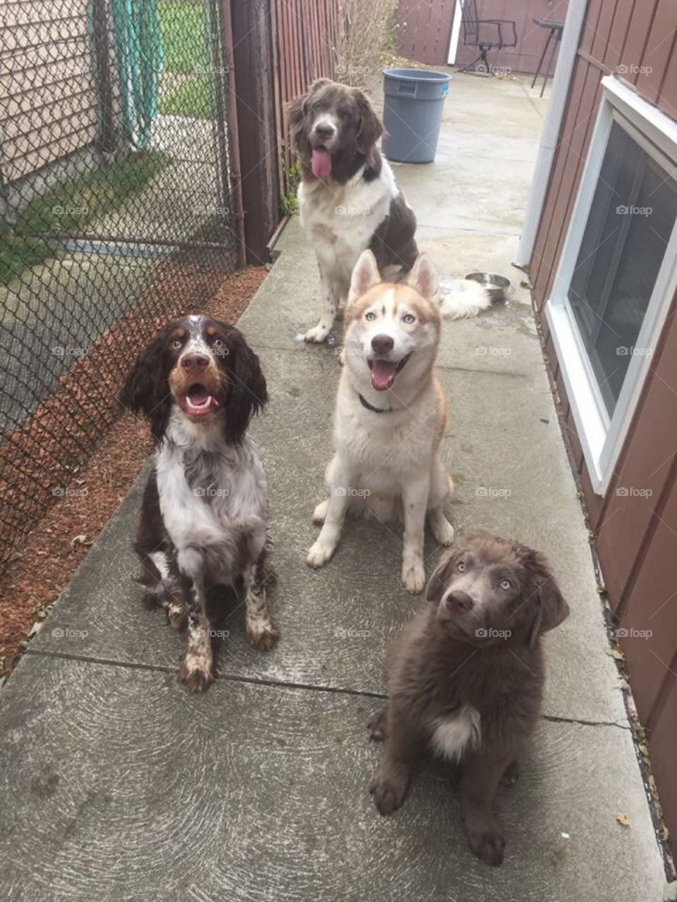 Multiple Dogs