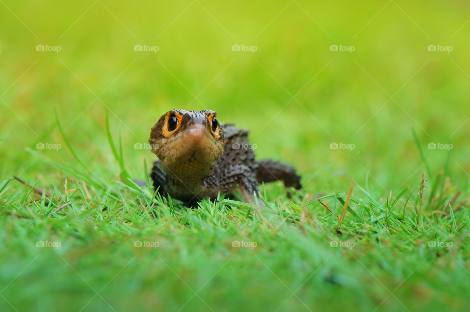 Croc walkin on grass