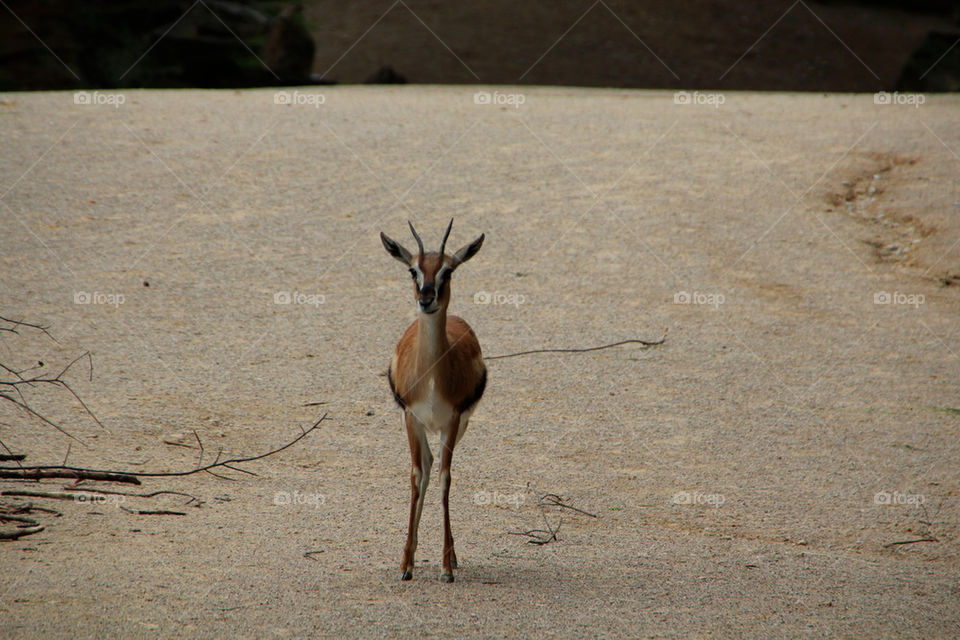 animal mammals zoo deer by stef79