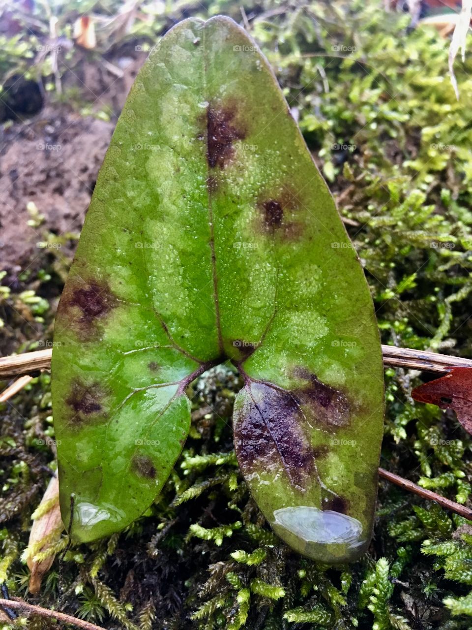 Heart shaped leaf covered in rain water 