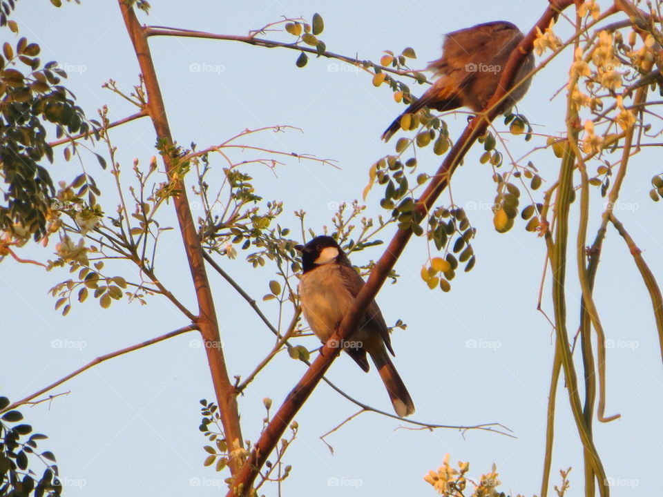 White eared bulbul 