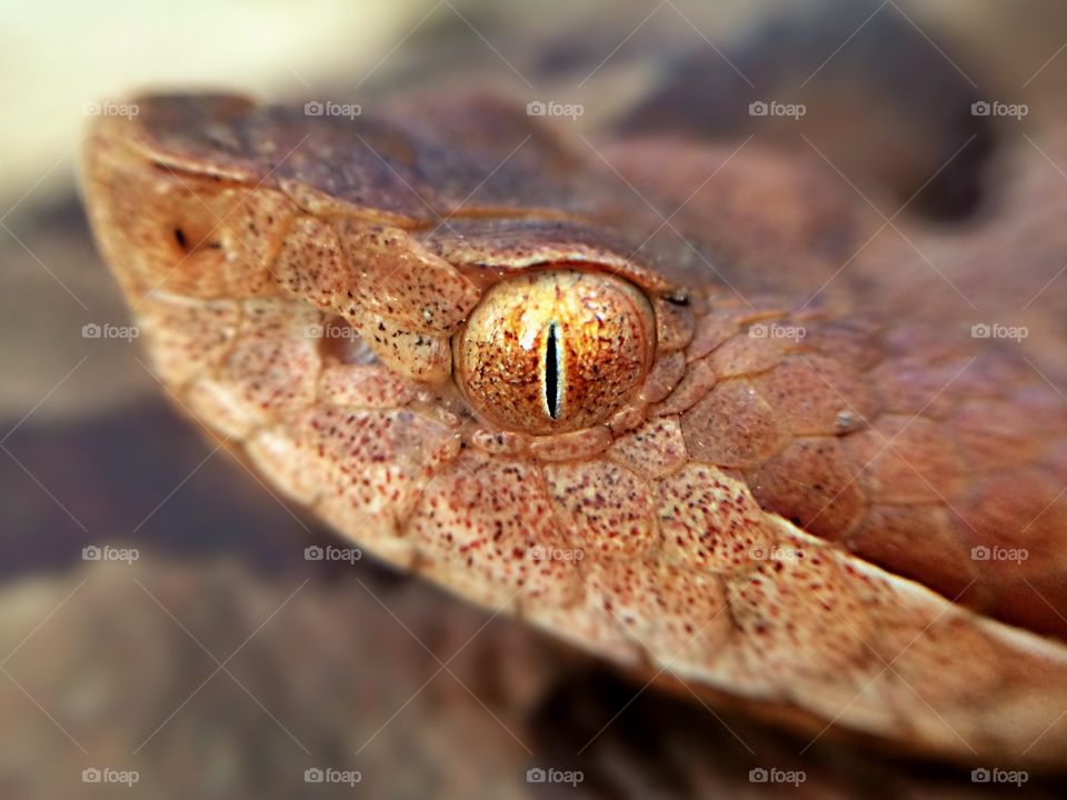 Closeup of copperhead eye