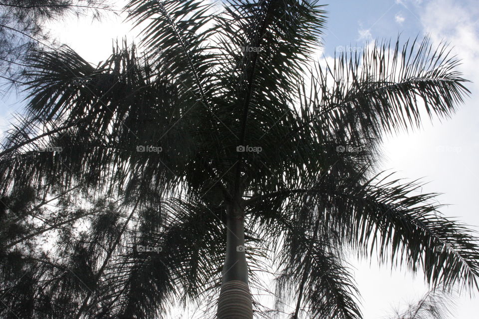 Palm tree. Palm tree with partly cloudy sky