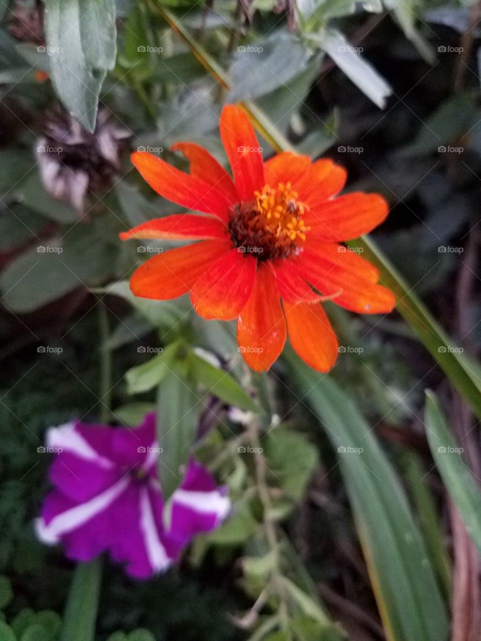 beautiful garden color