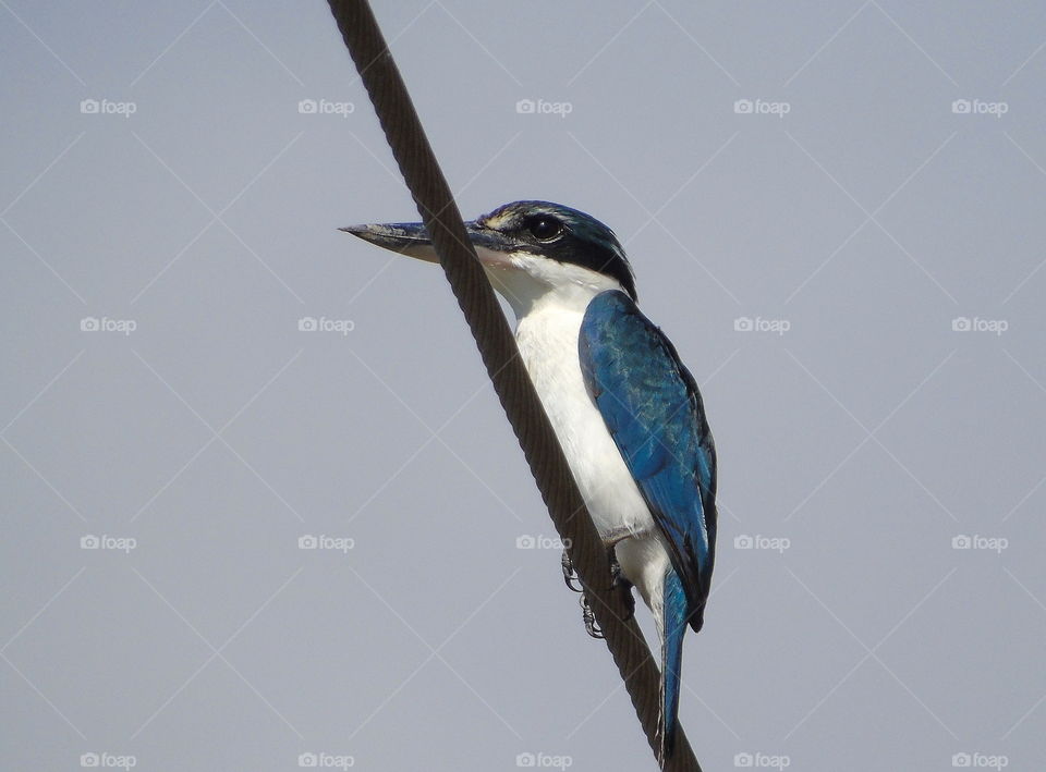 White - collared Kingfisher . Medium size of bird in category of kingfisher . Ready to the side of lowland for perching on at the cable along of the day . But , there's not actually really one habitat of this bird at the wild .