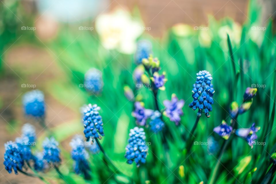 Muscari