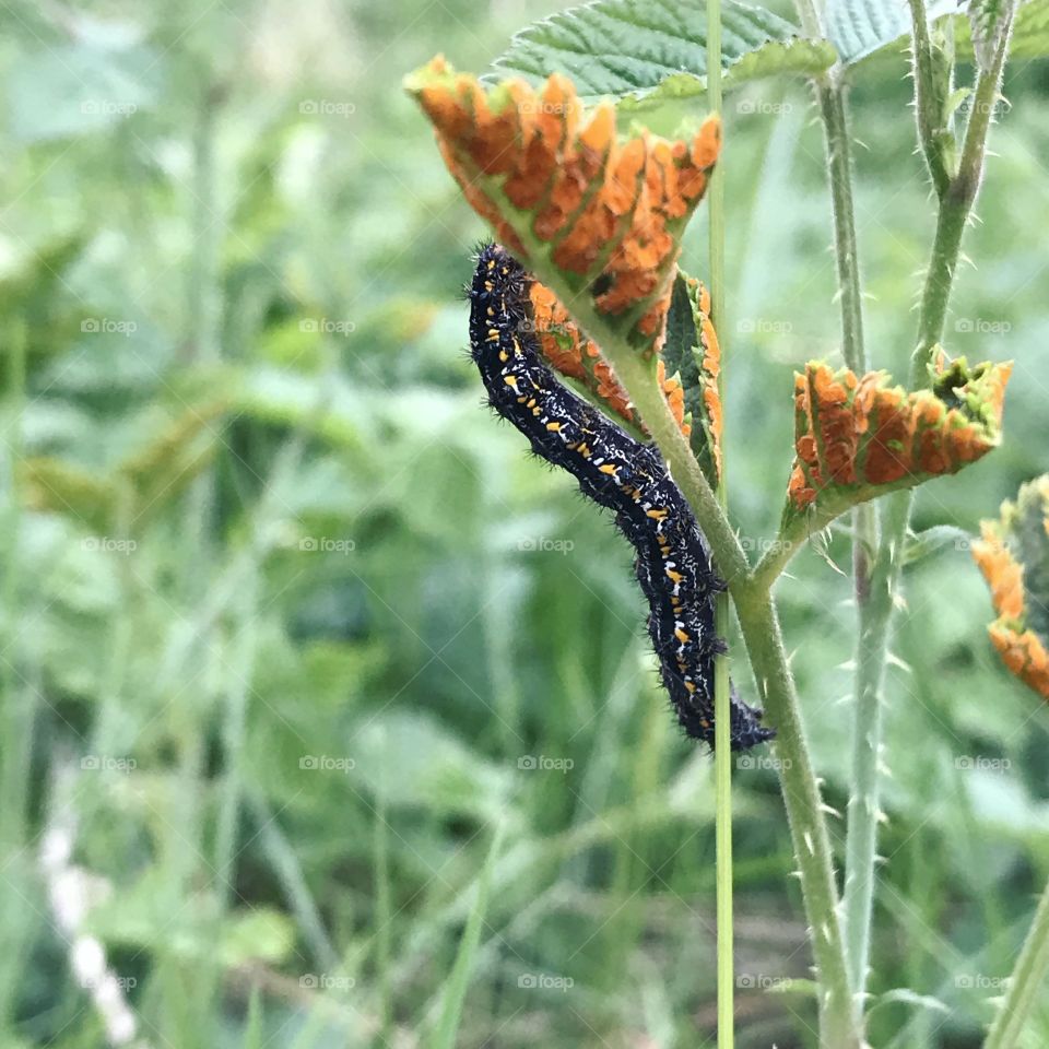 Caterpillar Climbs