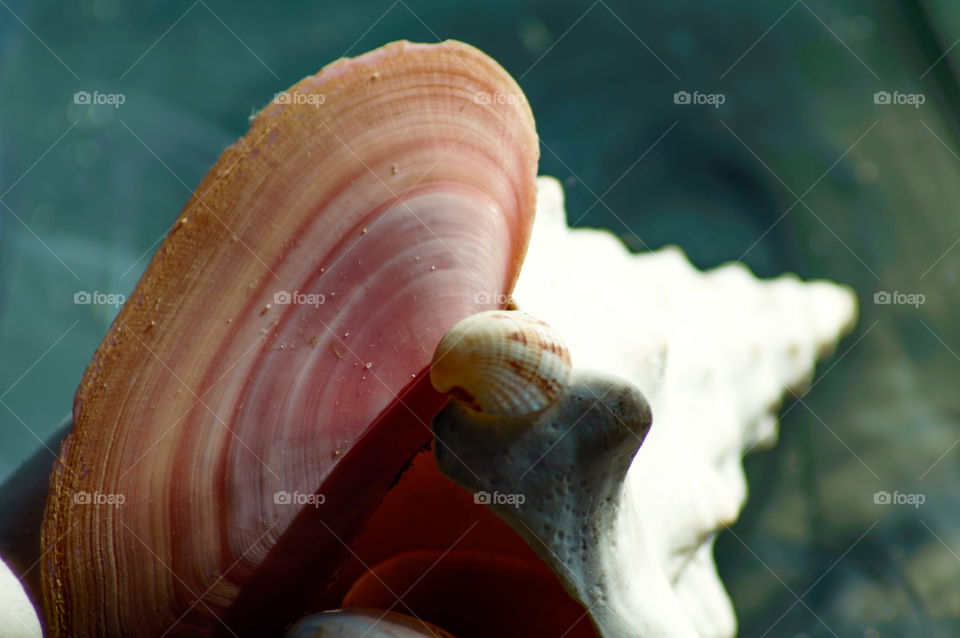 Rose petal tellin seashell background with cockle shells texture nature ocean photography 