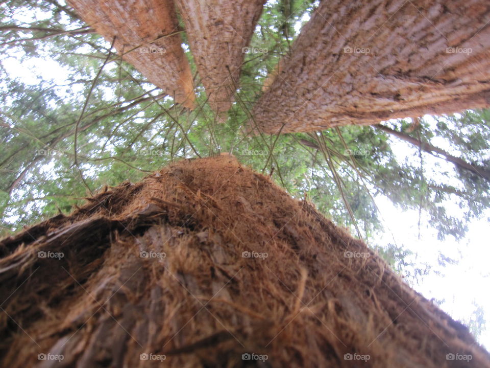 Tree, Wood, No Person, Nature, Landscape