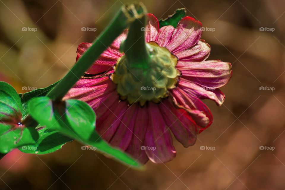 Pink broken flower