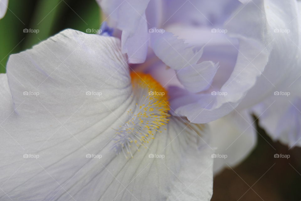 Iris Beauty