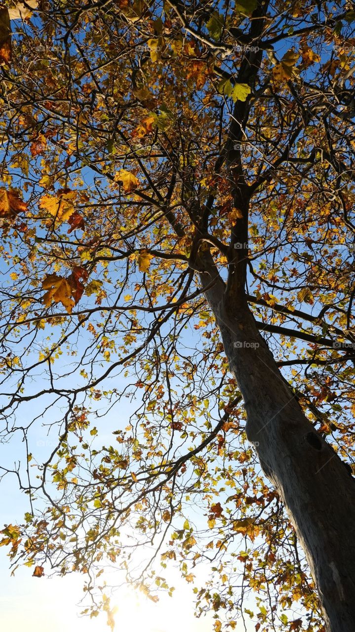 Tree From Bottom,My Perfect Captured
