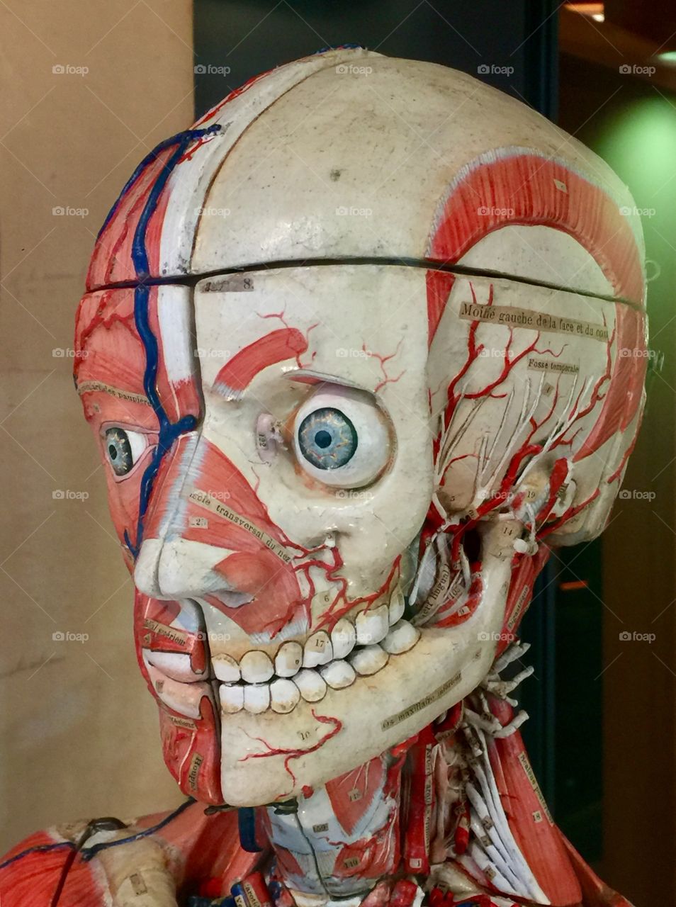 Anatomic model 
