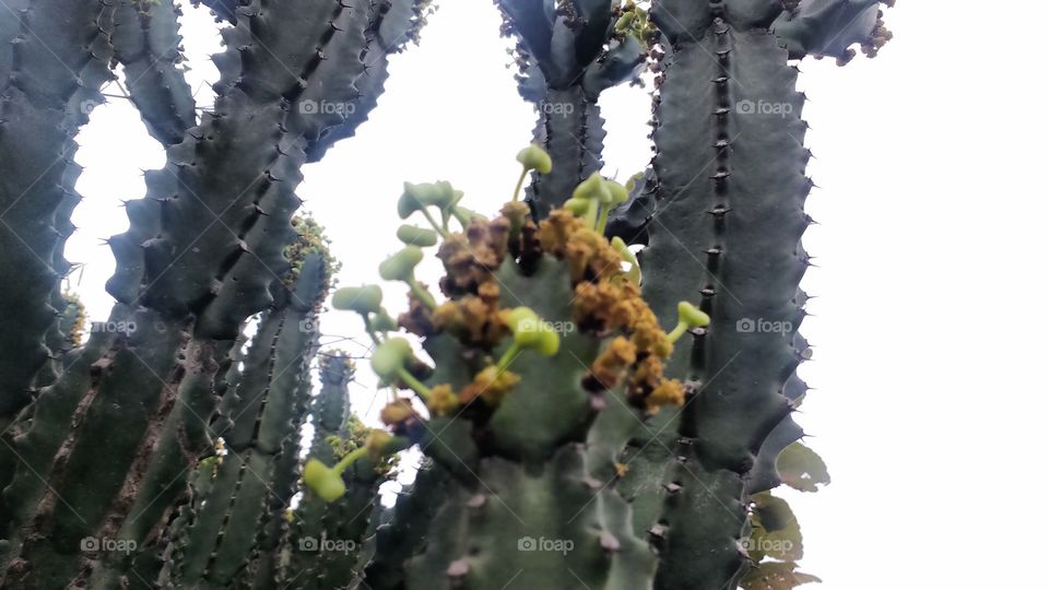 Cactus, Spine, Succulent, Sharp, Prickly