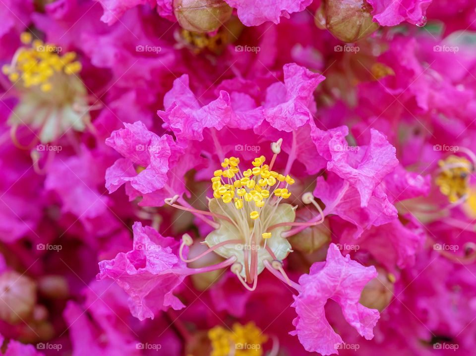 Beautiful closeup macro of crape Myrtle flowers
