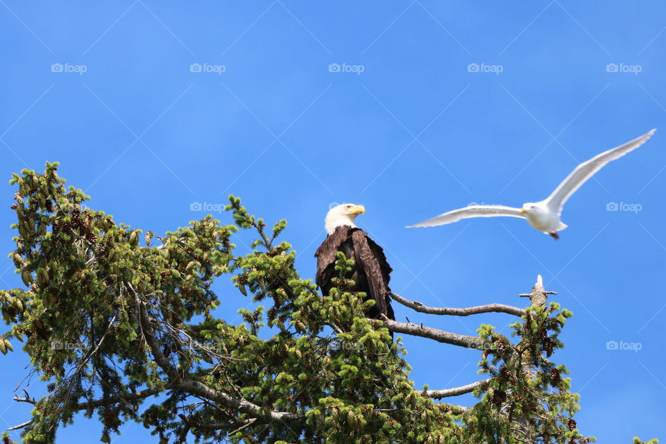 Bald eagle perching on a tree and seagull flying close to scare it away 