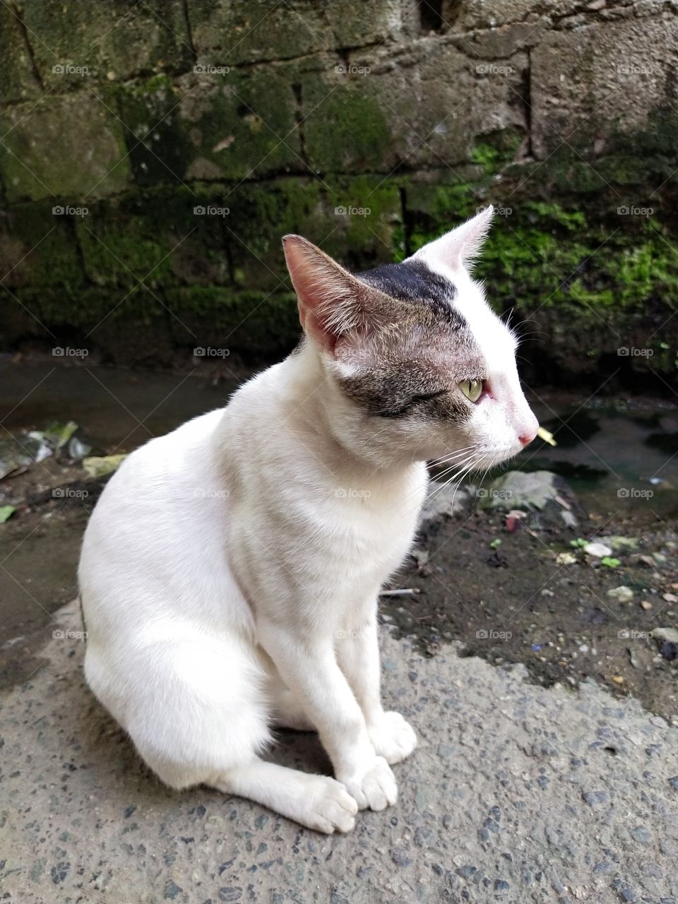 cat sitting in a gray cement