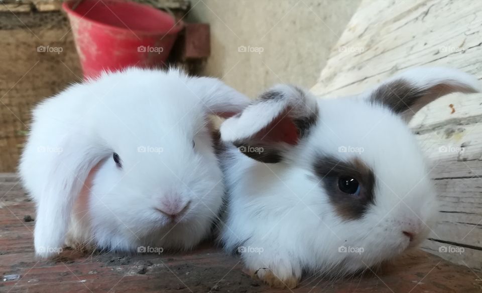 White and black rabbit