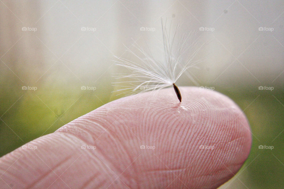 Dandelion on finger tip