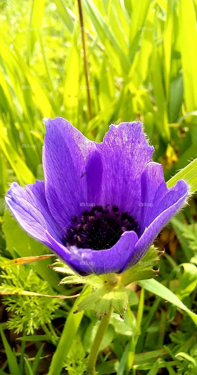 winter flowers