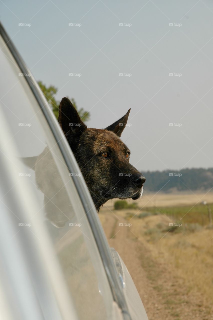 No rabbit shall go unnoticed 