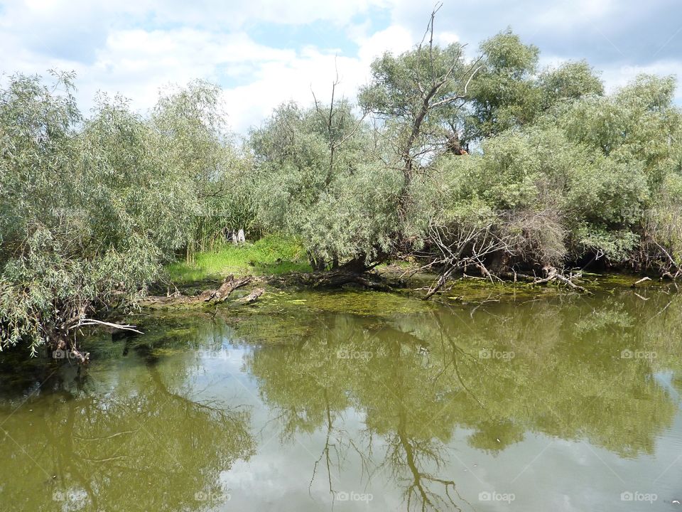 Danube Delta vegetation