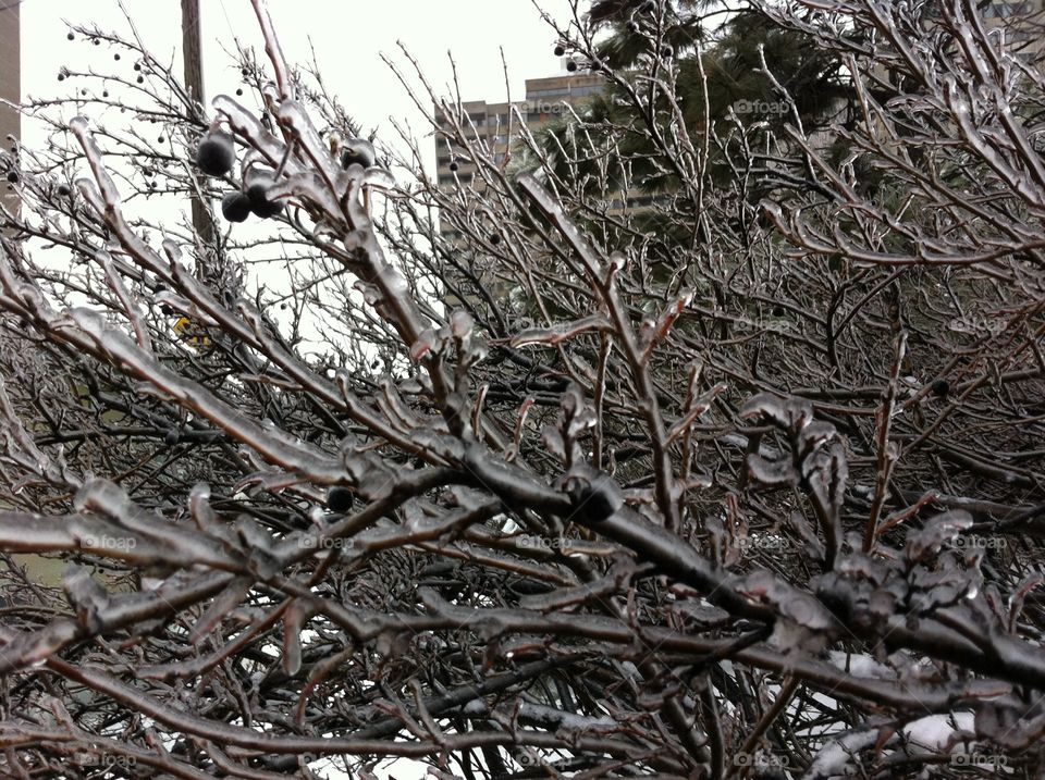 Icy Branches