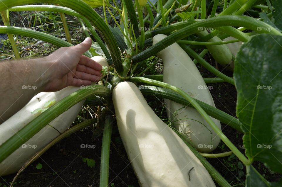 squash at field