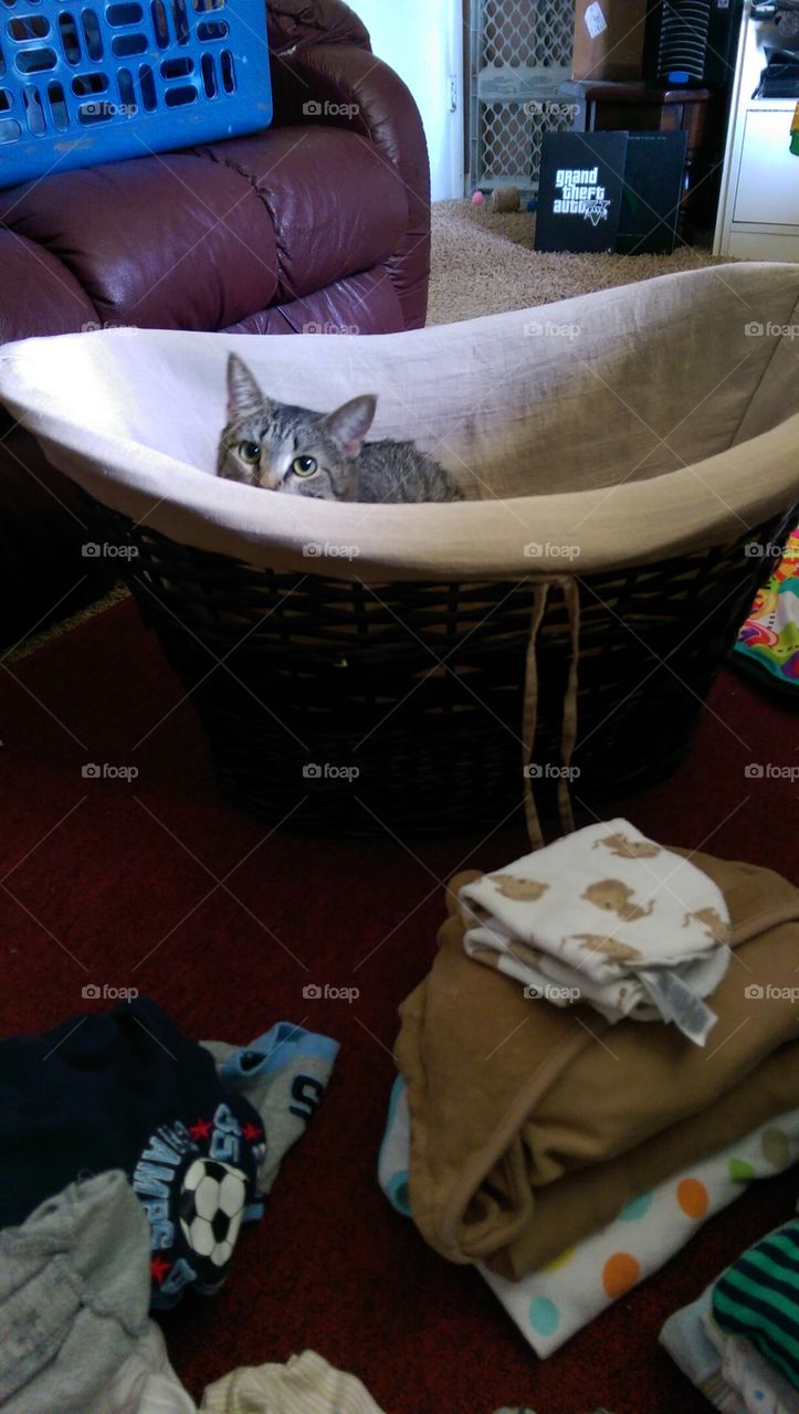 naughty cat in basket