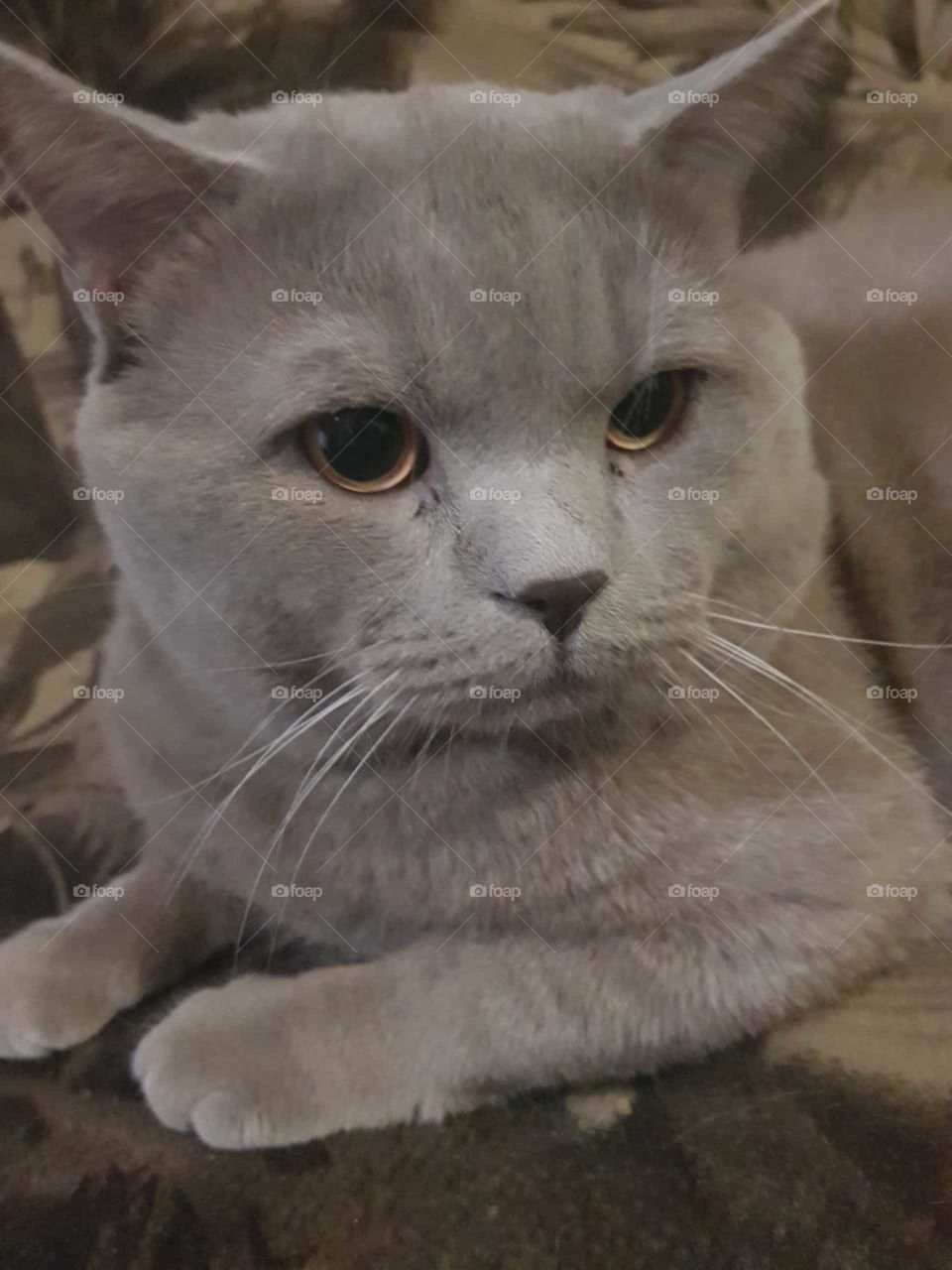 My lovely grey cat