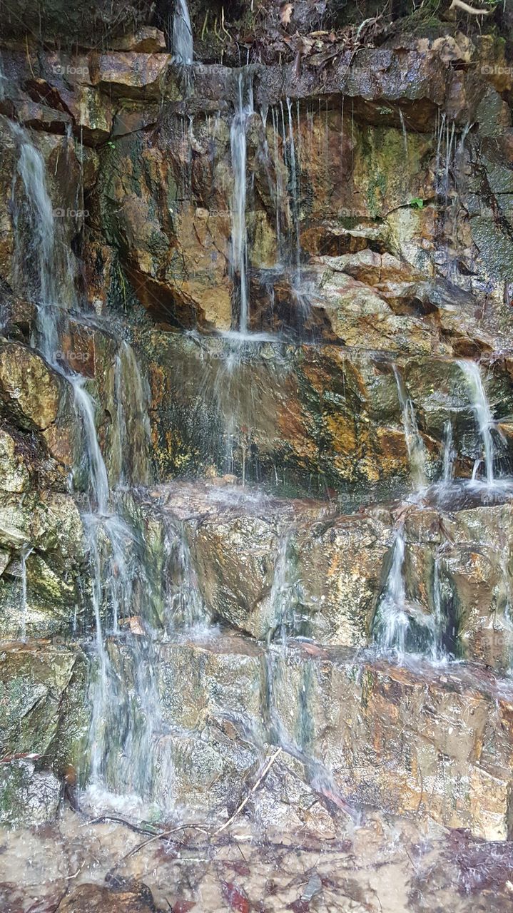 Virginia creeper, Virginia waterfall