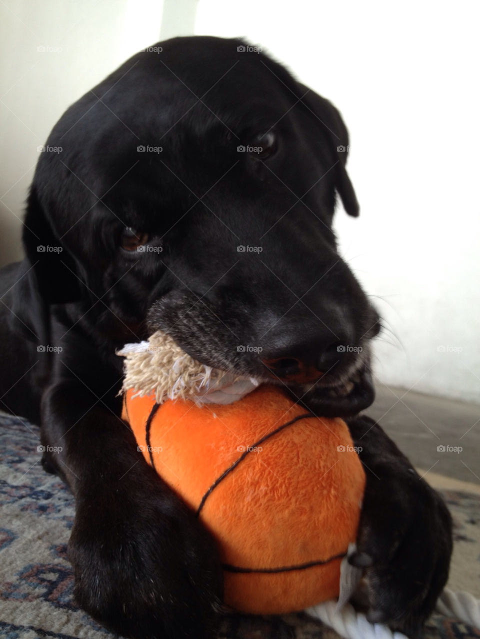 black orange dog dogs by durcams
