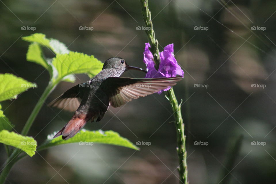 hummingbird in Costa Rica drinking nectar from a flower