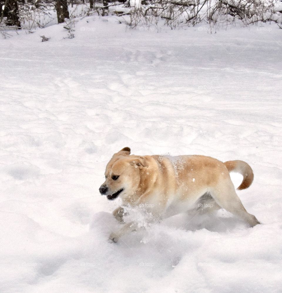 Yellow Labrador playing in the snow