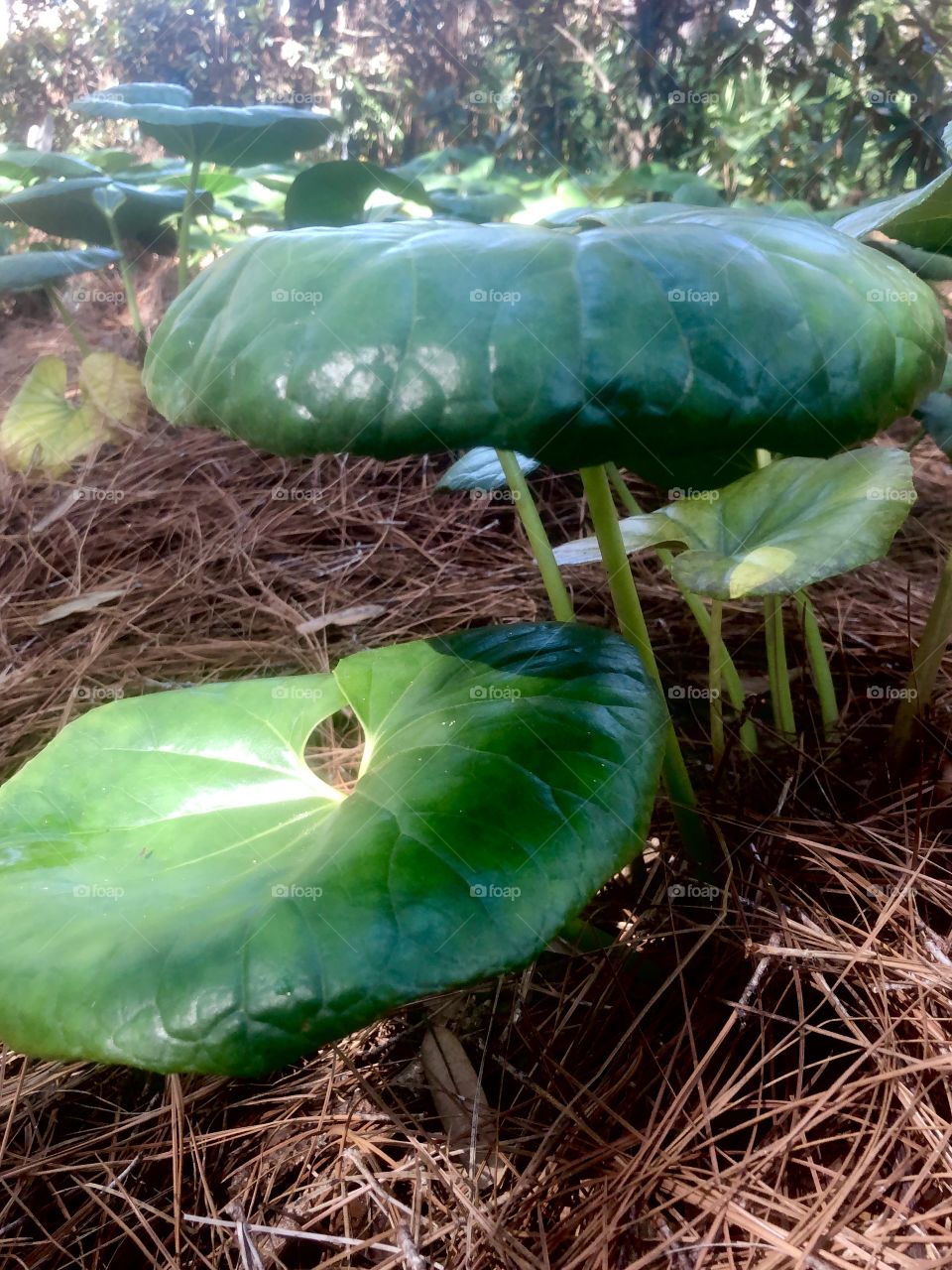 Sunlight and shadow on waxy tropical leaves in pine straw 