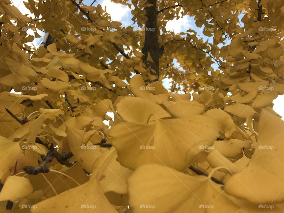 Ginkgo 2