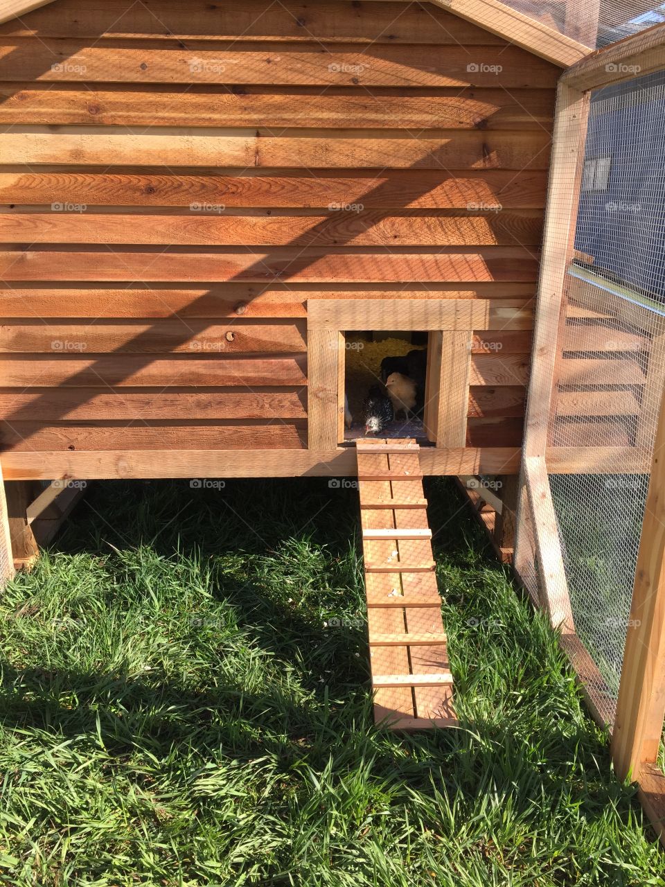 New chicken house 