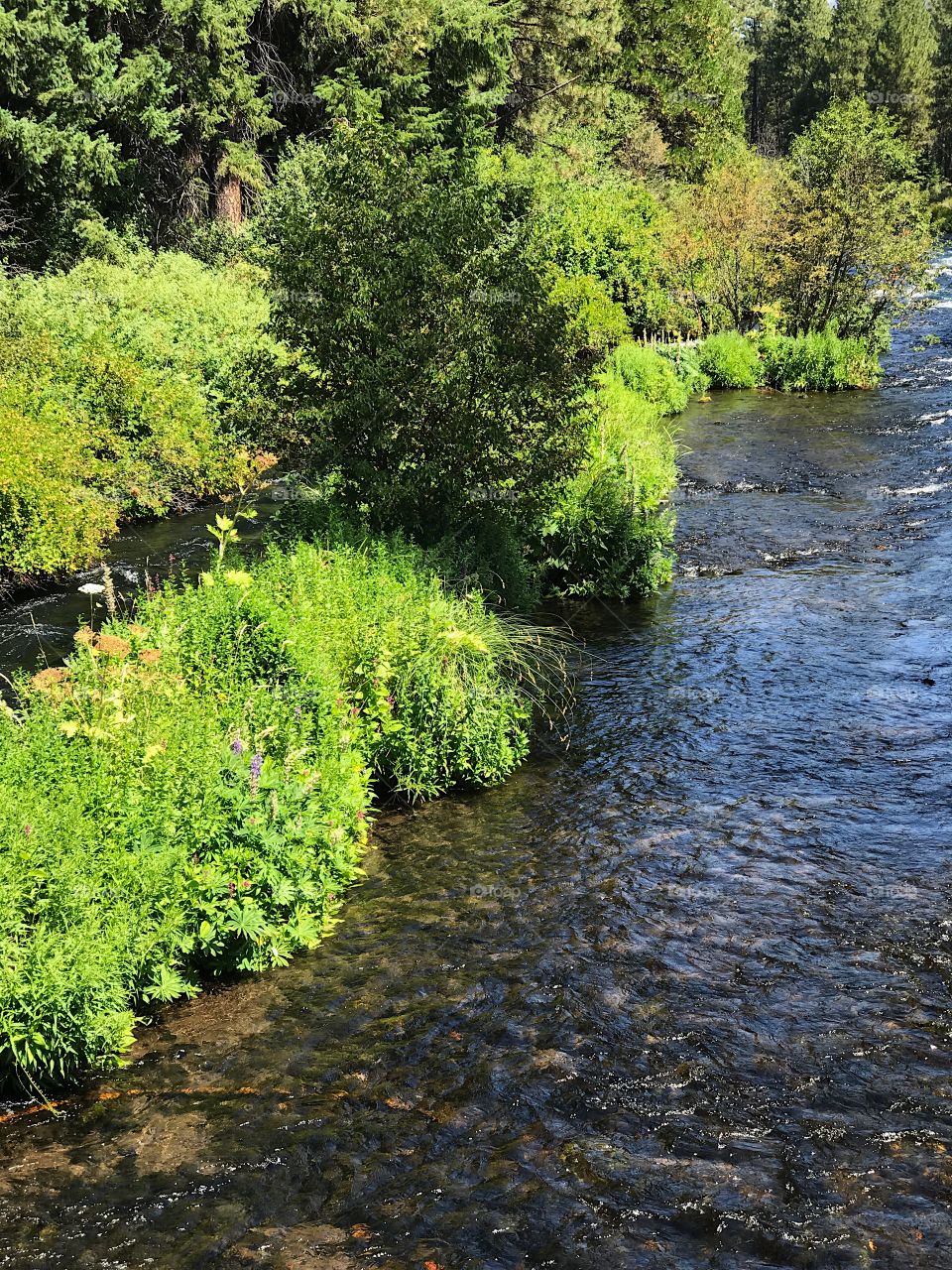 A narrow lush island splits the magnificent blue waters of the Metolius River in the forests of Central Oregon on a sunny summer day.