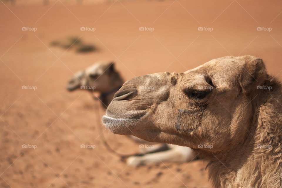 Camel