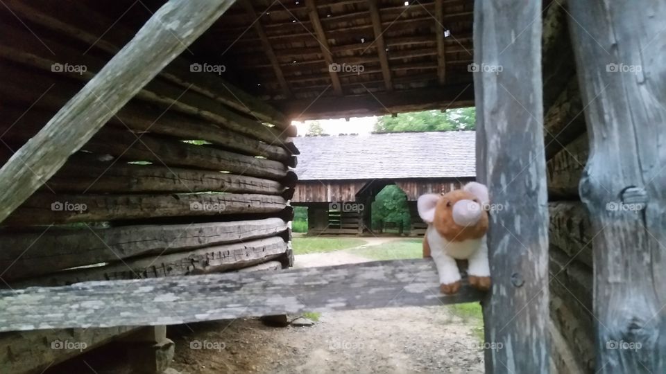Pigglett hanging out with an old cantilever Barn in the back