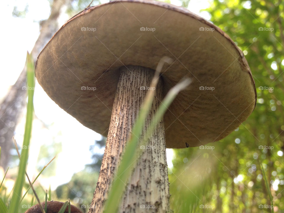 wood fall mushroom autum by Kreativation