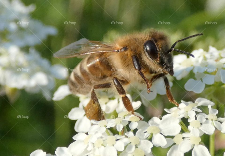 Honney bee