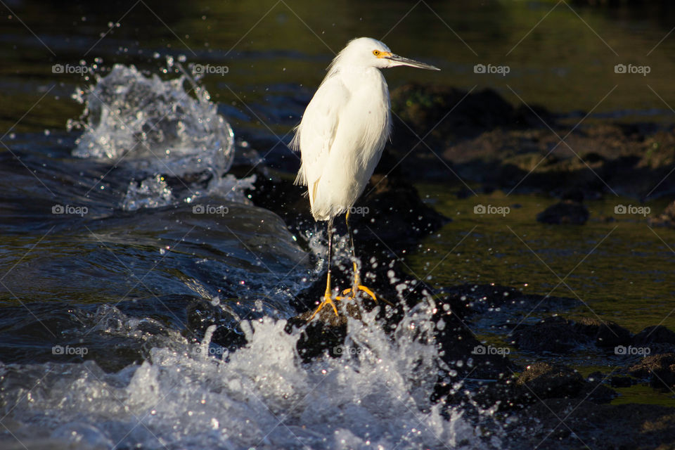 Crane bird