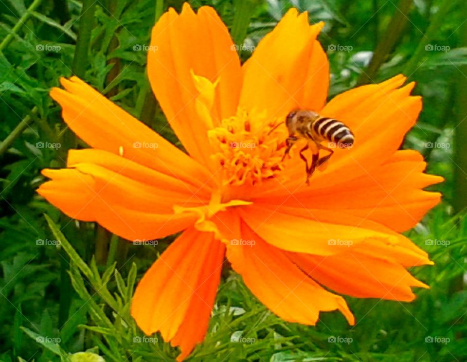 bee visit on a flower