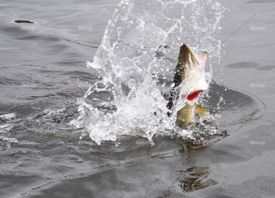 Hooked northern pike caught by a sportsfisherman fighting and jumping out of the sea and splashing water around on late October cloudy day at the Baltic Sea in archipelago of Southern Finland.