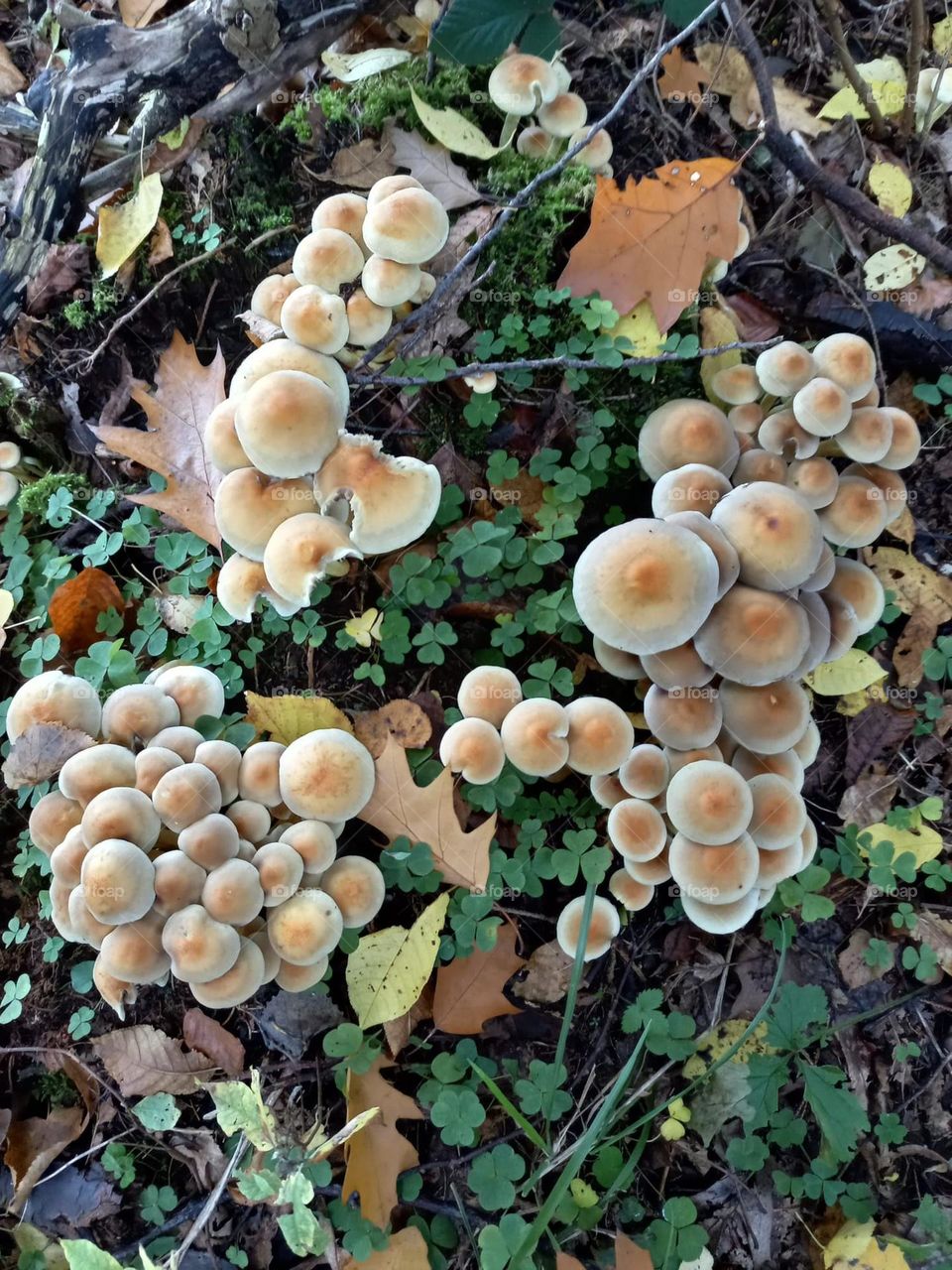Mushrooms on the Forest Floor
