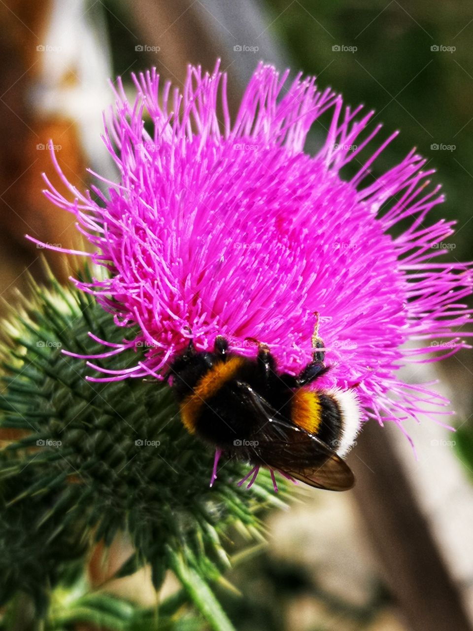 Bumblebee on the flower