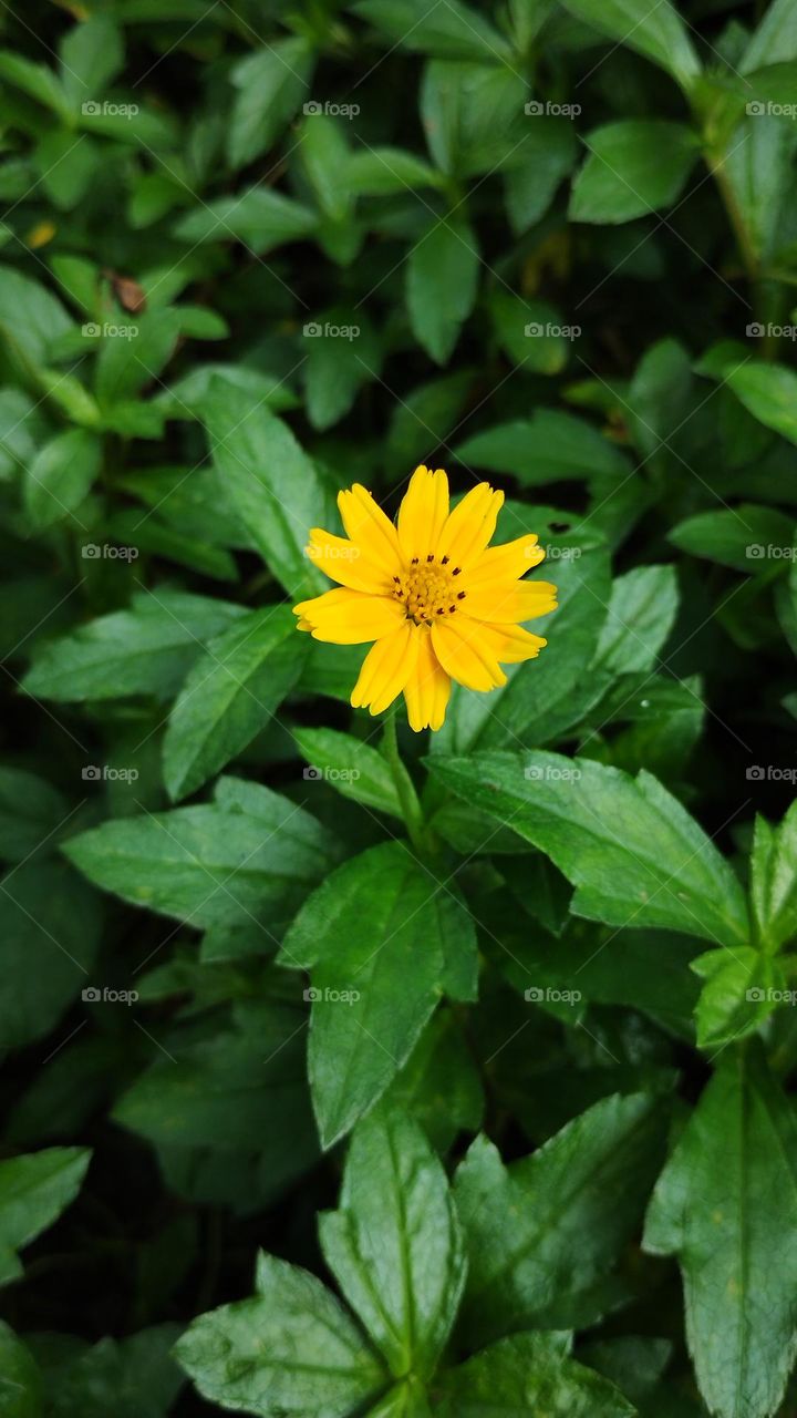 summer flower
